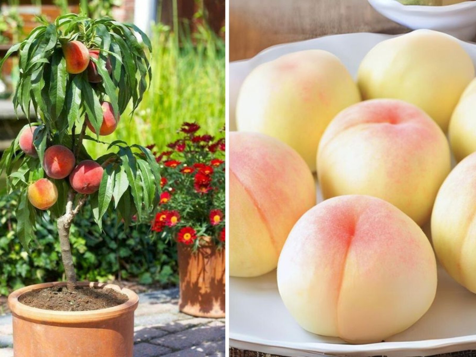 My First Amazing White Peach: A Journey from Bloom to Harvest