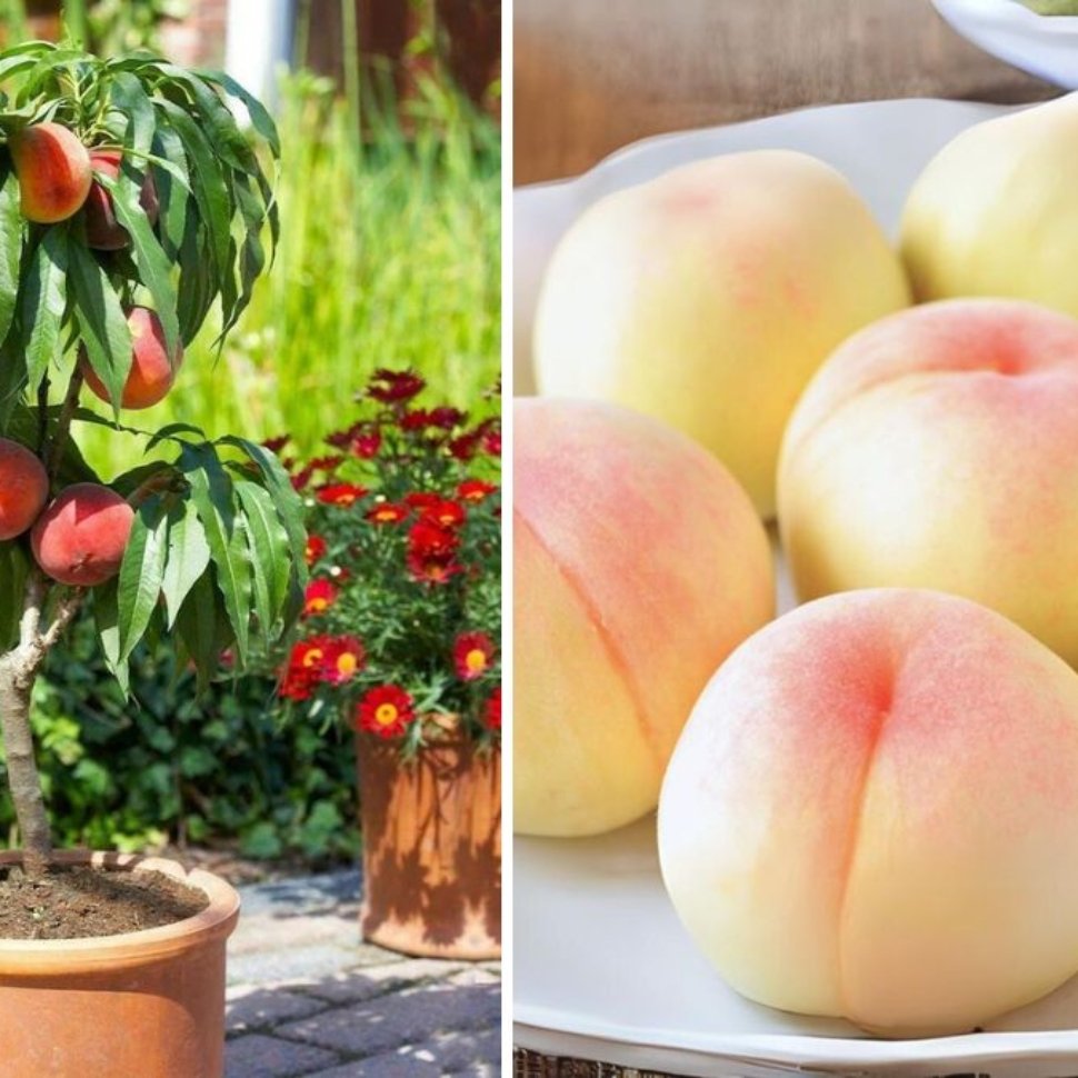 My First Amazing White Peach: A Journey from Bloom to Harvest