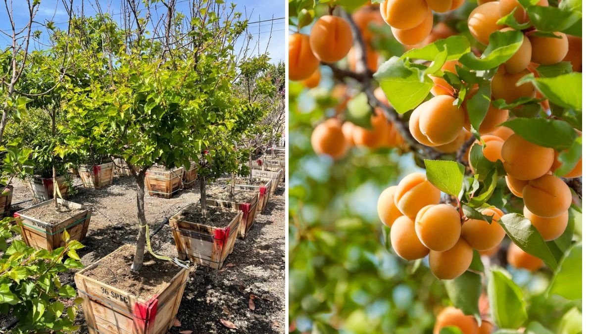 Planting a Blenheim Apricot Tree: A Step-by-Step Guide to Growing One of the Best Apricot Varieties
