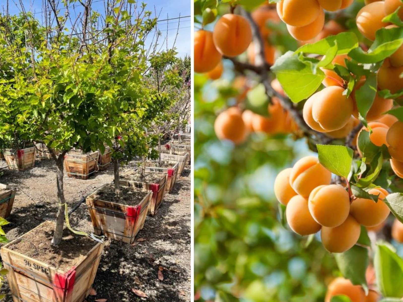 Planting a Blenheim Apricot Tree: A Step-by-Step Guide to Growing One of the Best Apricot Varieties