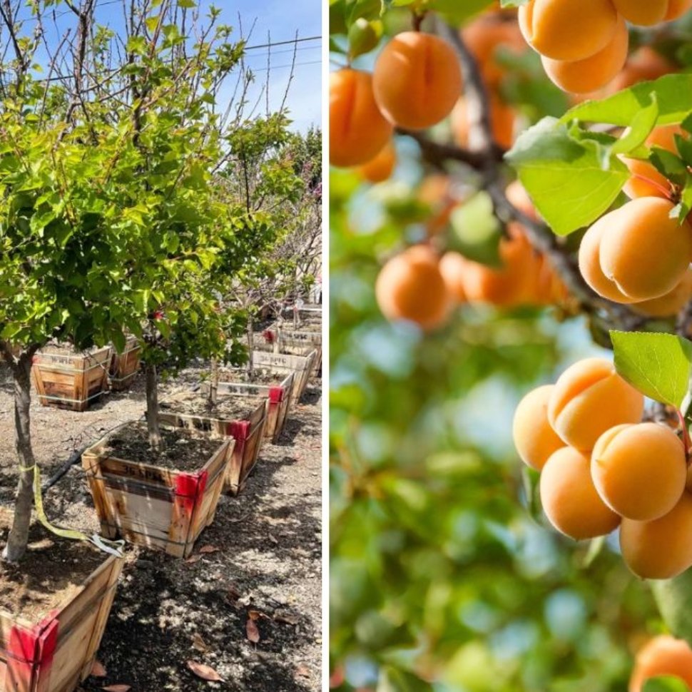 Planting a Blenheim Apricot Tree: A Step-by-Step Guide to Growing One of the Best Apricot Varieties