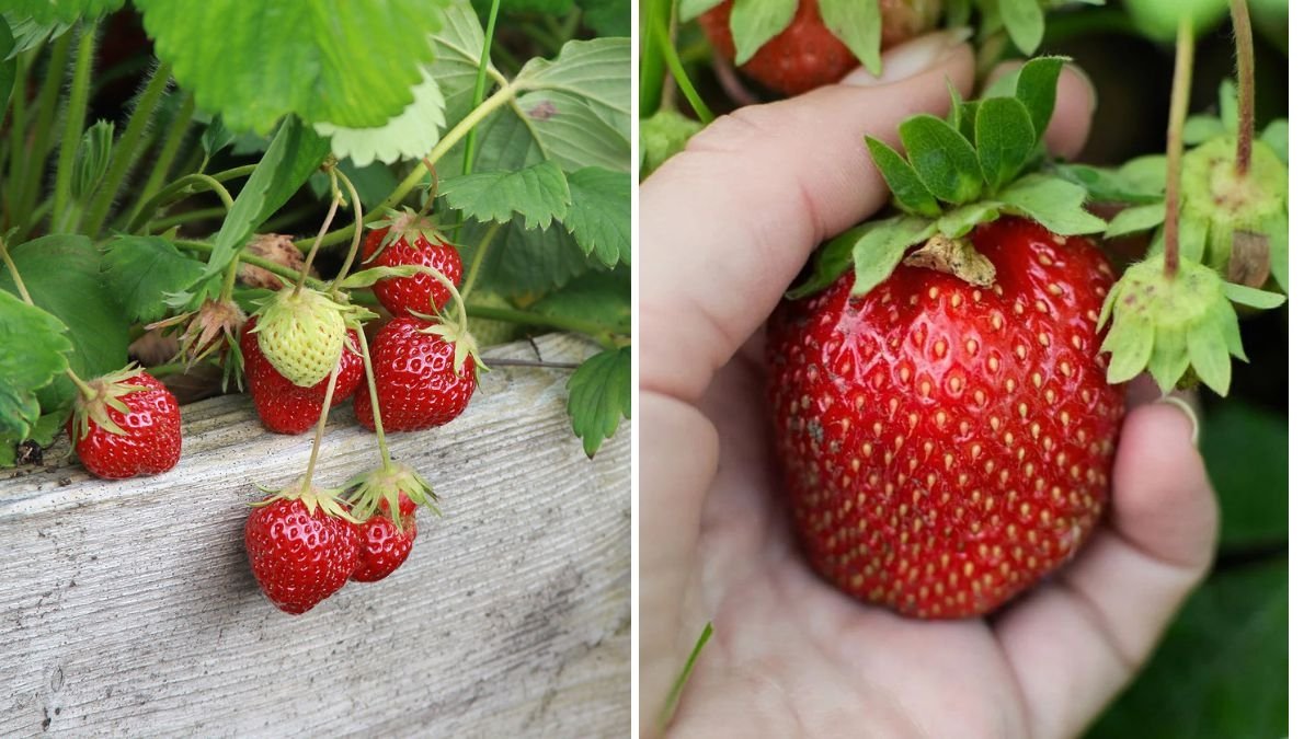 How To Grow Sweet Strawberries & Enjoy Your First Albion Harvest of the Season
