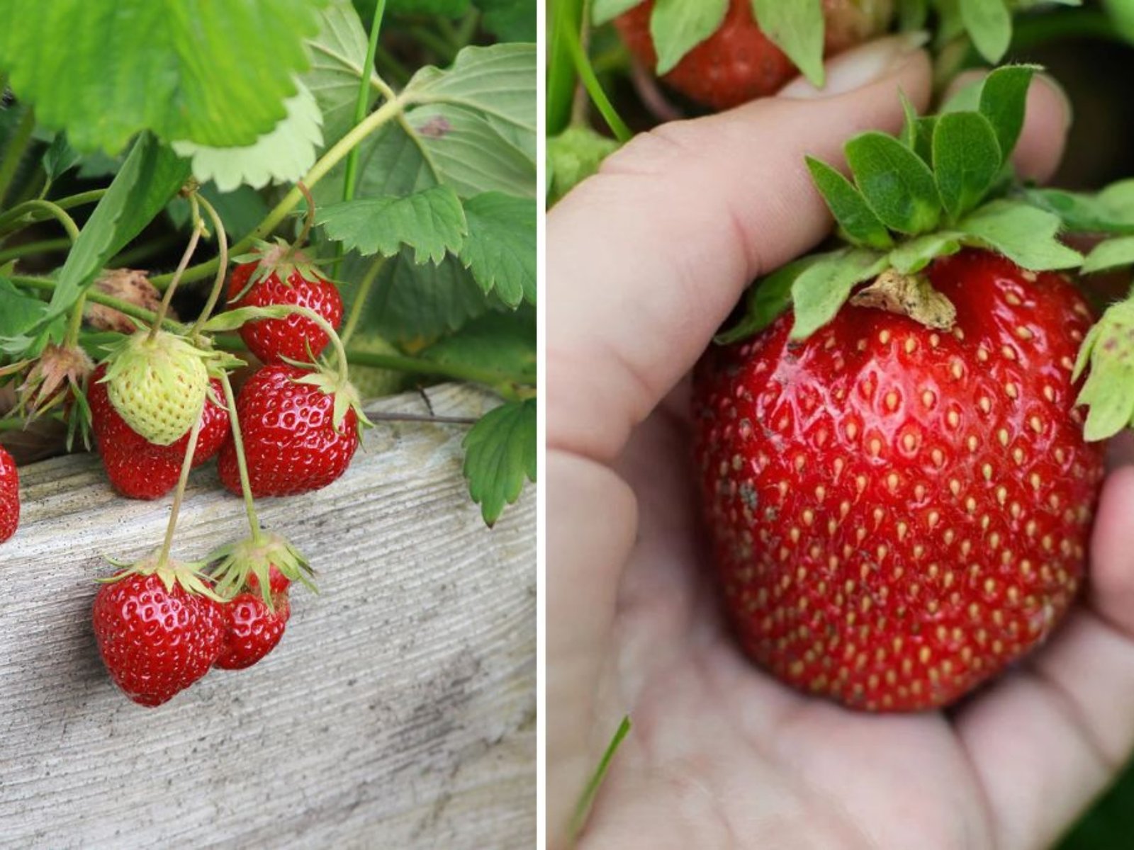 How To Grow Sweet Strawberries & Enjoy Your First Albion Harvest of the Season