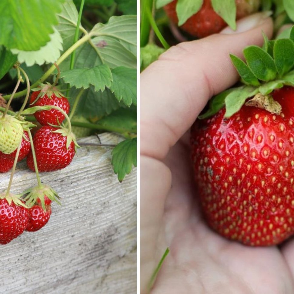 How To Grow Sweet Strawberries & Enjoy Your First Albion Harvest of the Season