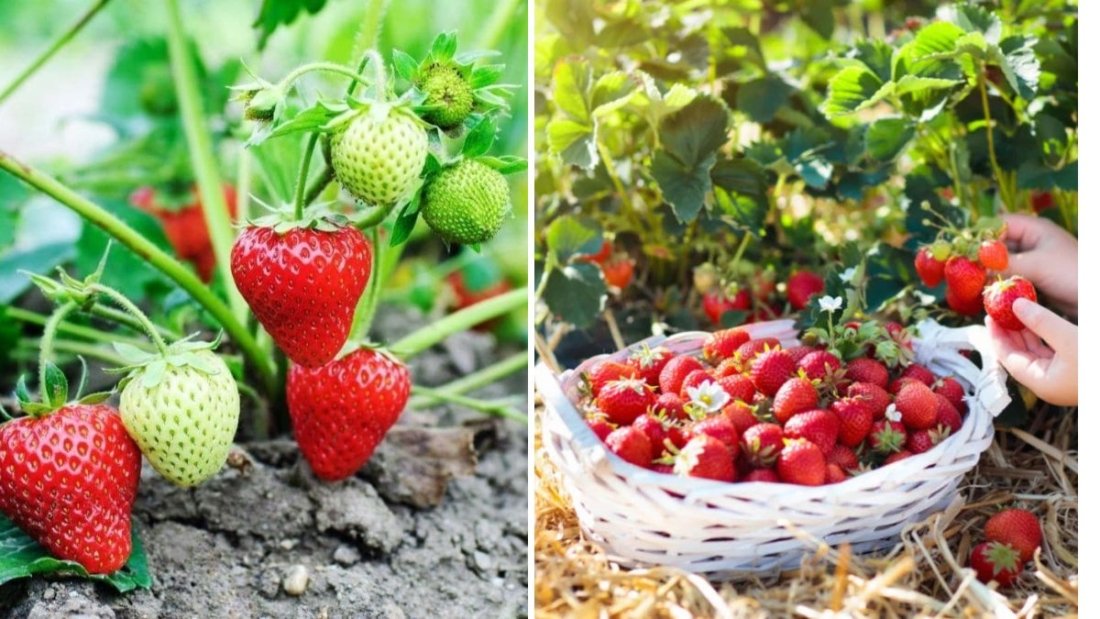 Harvesting Chandler Strawberries in April in North Texas: A Sweet Start to Strawberry Season