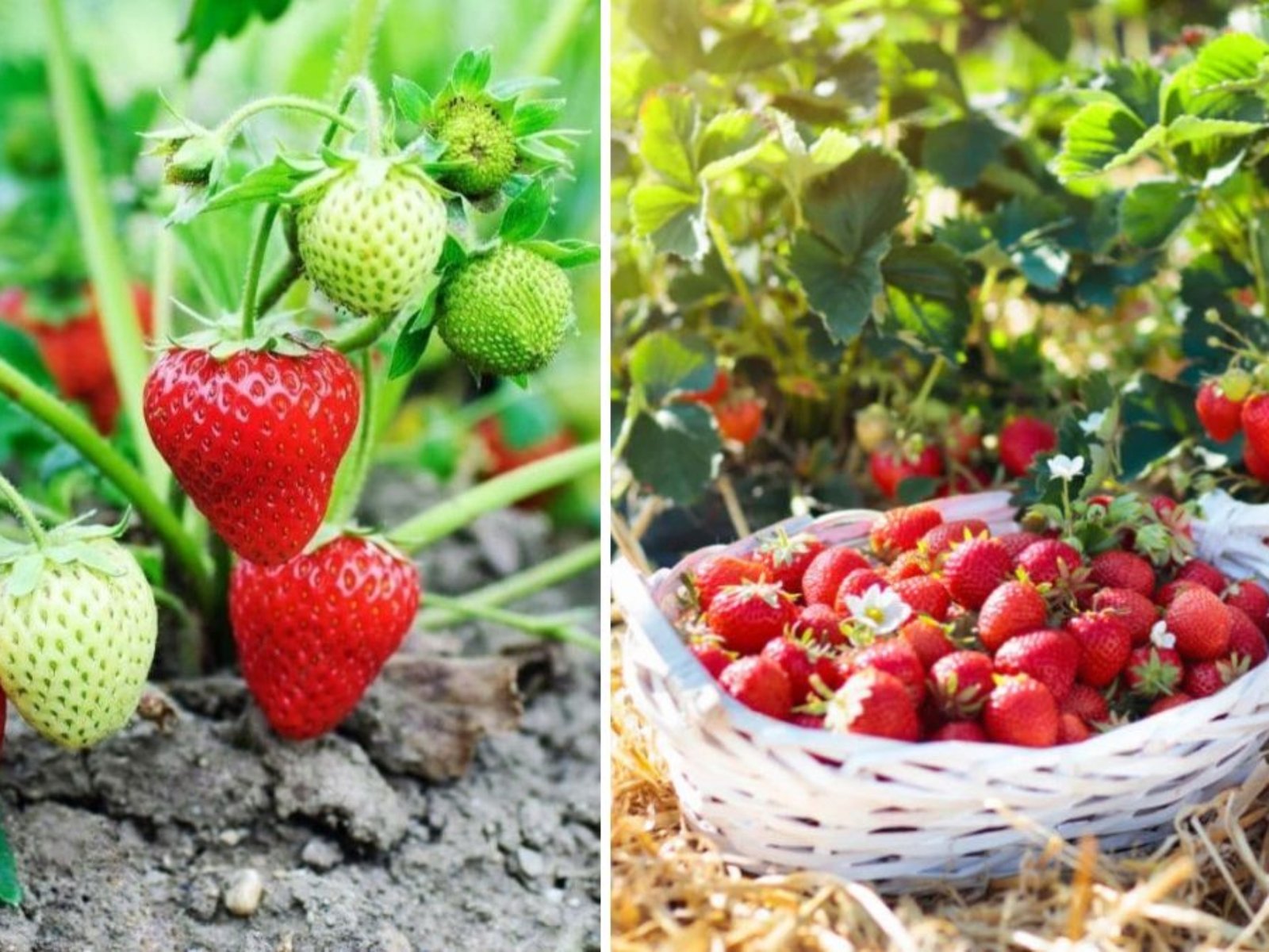 Harvesting Chandler Strawberries in April in North Texas: A Sweet Start to Strawberry Season
