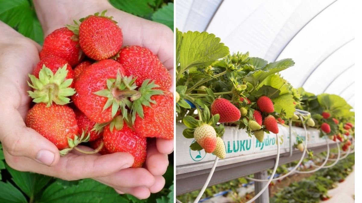 How to Grow Seascape Strawberries: A Complete Guide to Bountiful Harvests