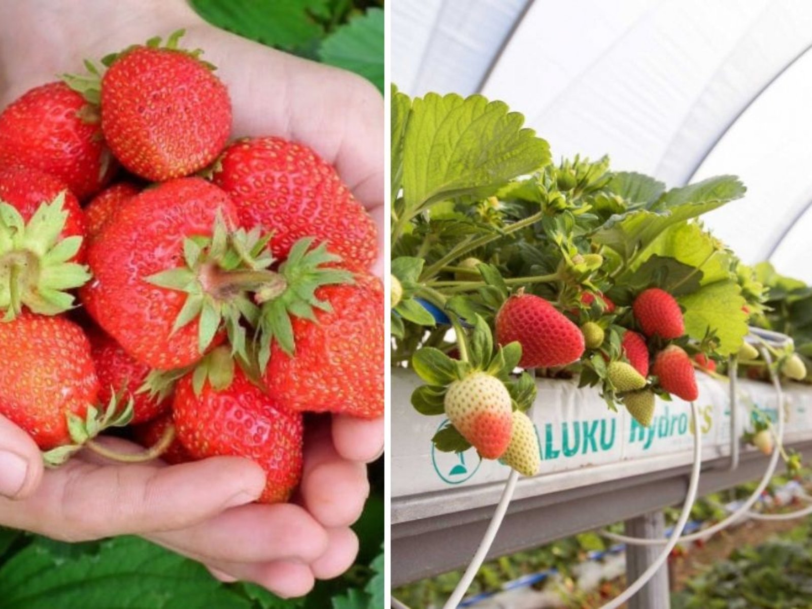 How to Grow Seascape Strawberries: A Complete Guide to Bountiful Harvests