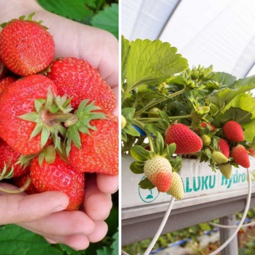 How to Grow Seascape Strawberries: A Complete Guide to Bountiful Harvests