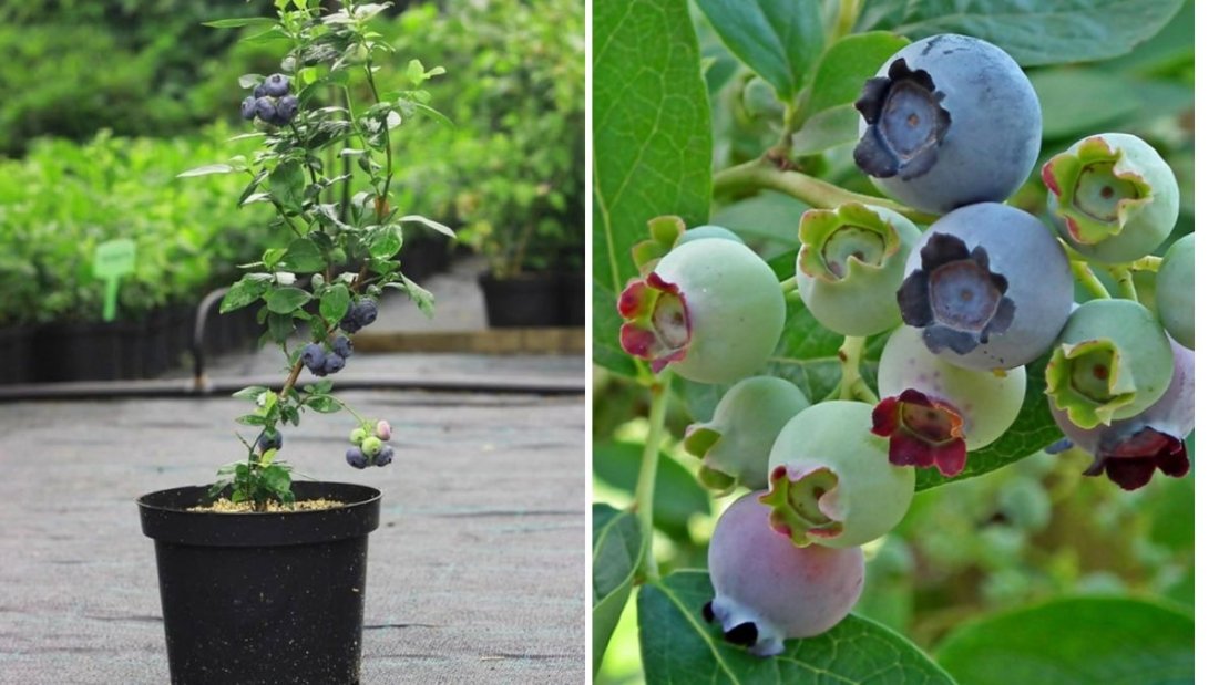 Growing Blueberries in Kentucky: A Complete Guide to Highbush Blueberries for Home Gardeners