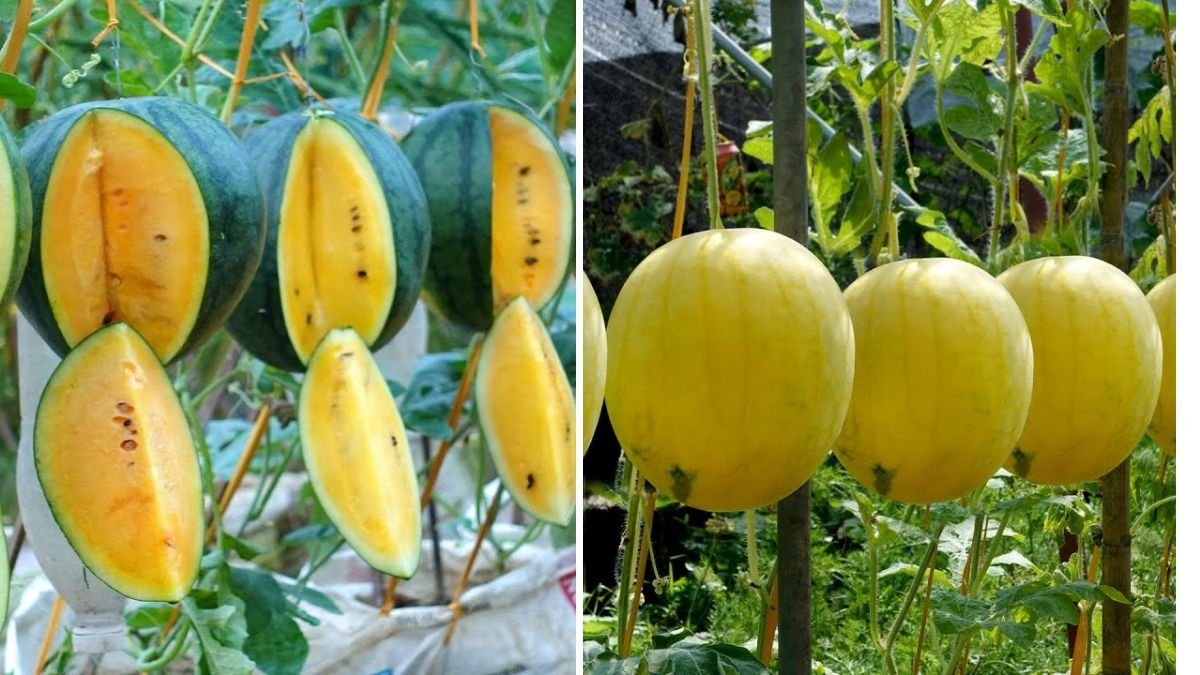 How to Grow Yellow Flesh Watermelons: A Summer Garden Favorite for Sweet, Vibrant Harvests