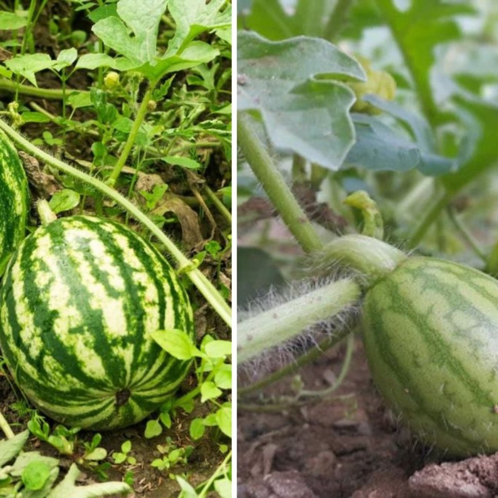 How to Direct Sow Crimson Sweet Watermelons: Expert Tips for a Bountiful Summer Harvest