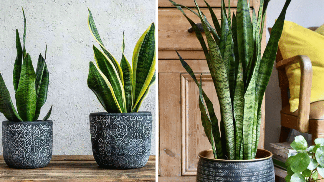 How Often to Water Your Snake Plant for Optimal Growth