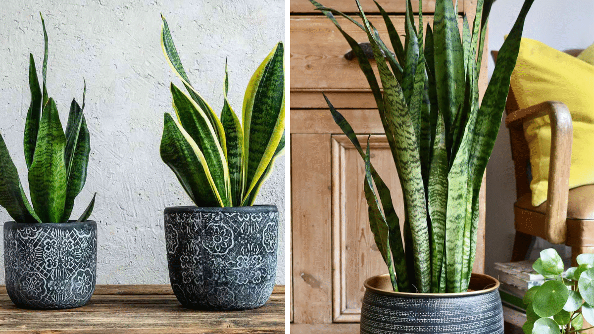 How Often to Water Your Snake Plant for Optimal Growth