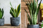 How Often to Water Your Snake Plant for Optimal Growth