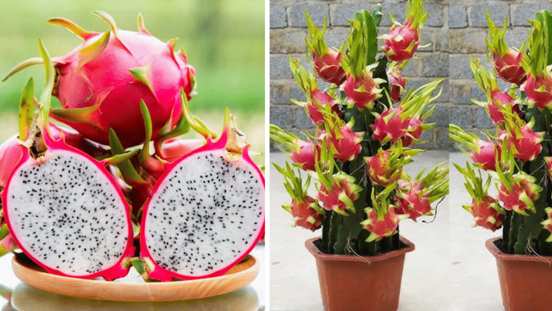 How to Grow a Dragon Fruit Plant at Home: A Complete Beginner’s Guide