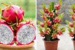 How to Grow a Dragon Fruit Plant at Home: A Complete Beginner’s Guide