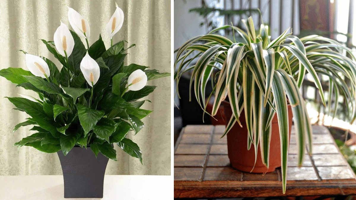 High-Oxygen Bedroom Plants to Boost Sleep and Purify Your Air