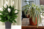 High-Oxygen Bedroom Plants to Boost Sleep and Purify Your Air