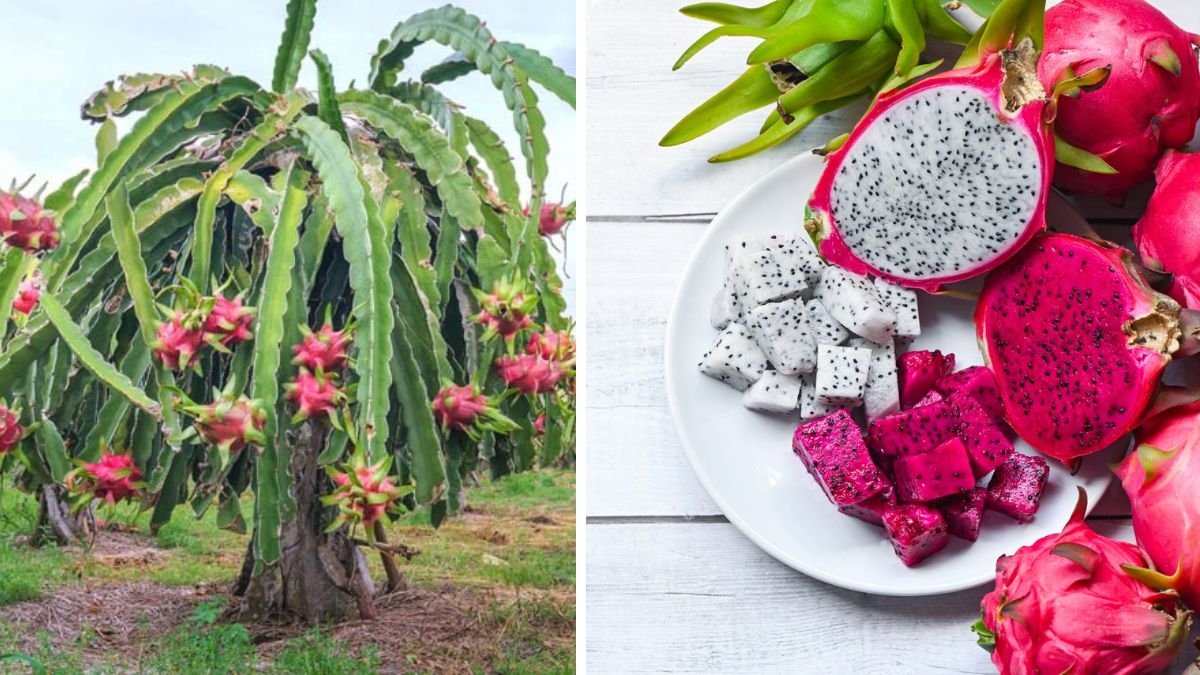 Which Country Is Famous for Producing the Most Dragon Fruits?