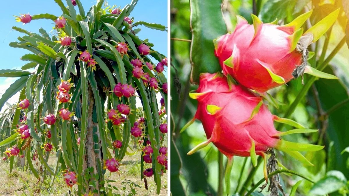 How to Grow a Dragon Fruit Plant at Home: A Complete Beginner’s Guide