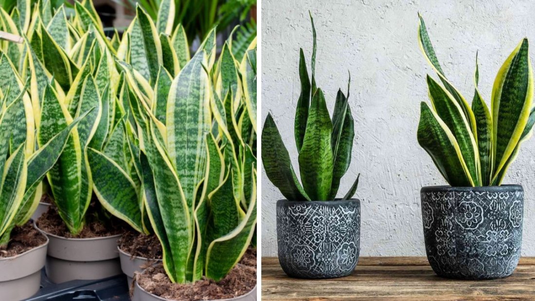 How Often to Water Your Snake Plant for Optimal Growth