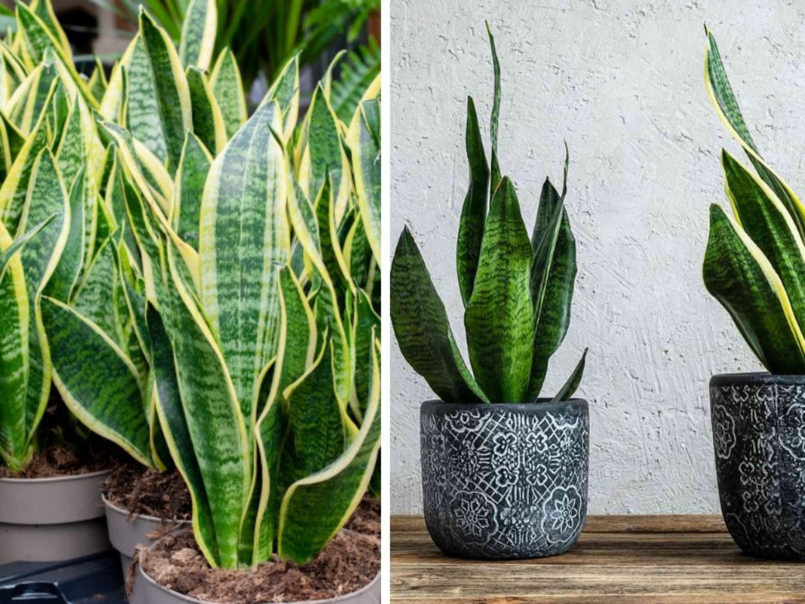 How Often to Water Your Snake Plant for Optimal Growth