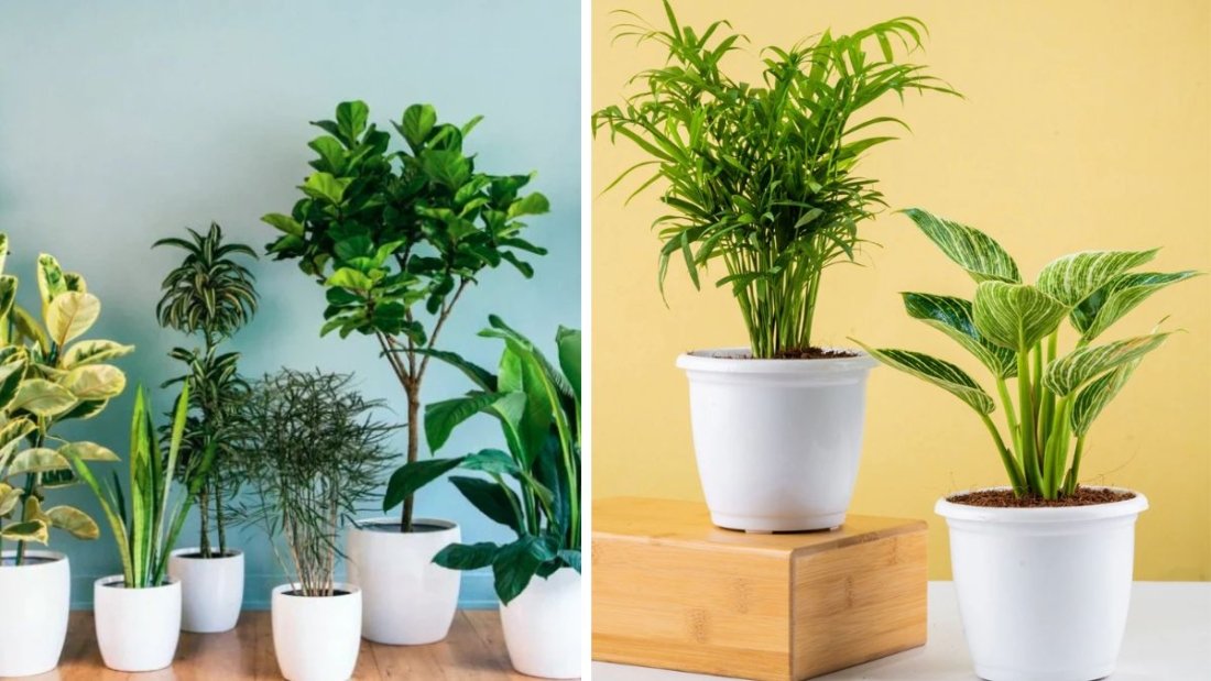 10 High Oxygen Bedroom Plants to Boost Sleep and Purify Your Air