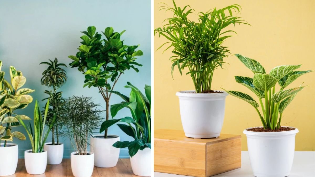 10 High Oxygen Bedroom Plants to Boost Sleep and Purify Your Air