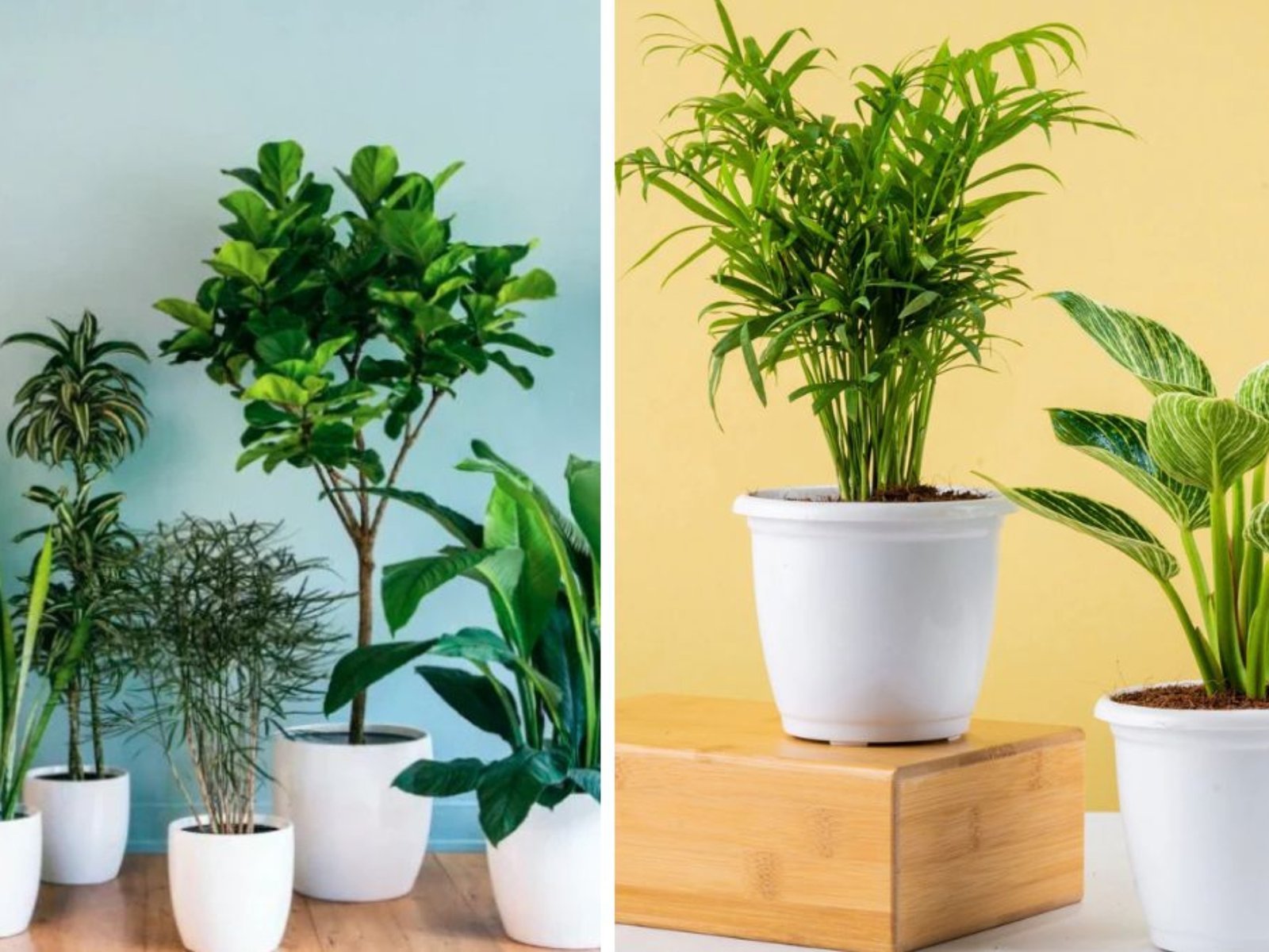 10 High Oxygen Bedroom Plants to Boost Sleep and Purify Your Air