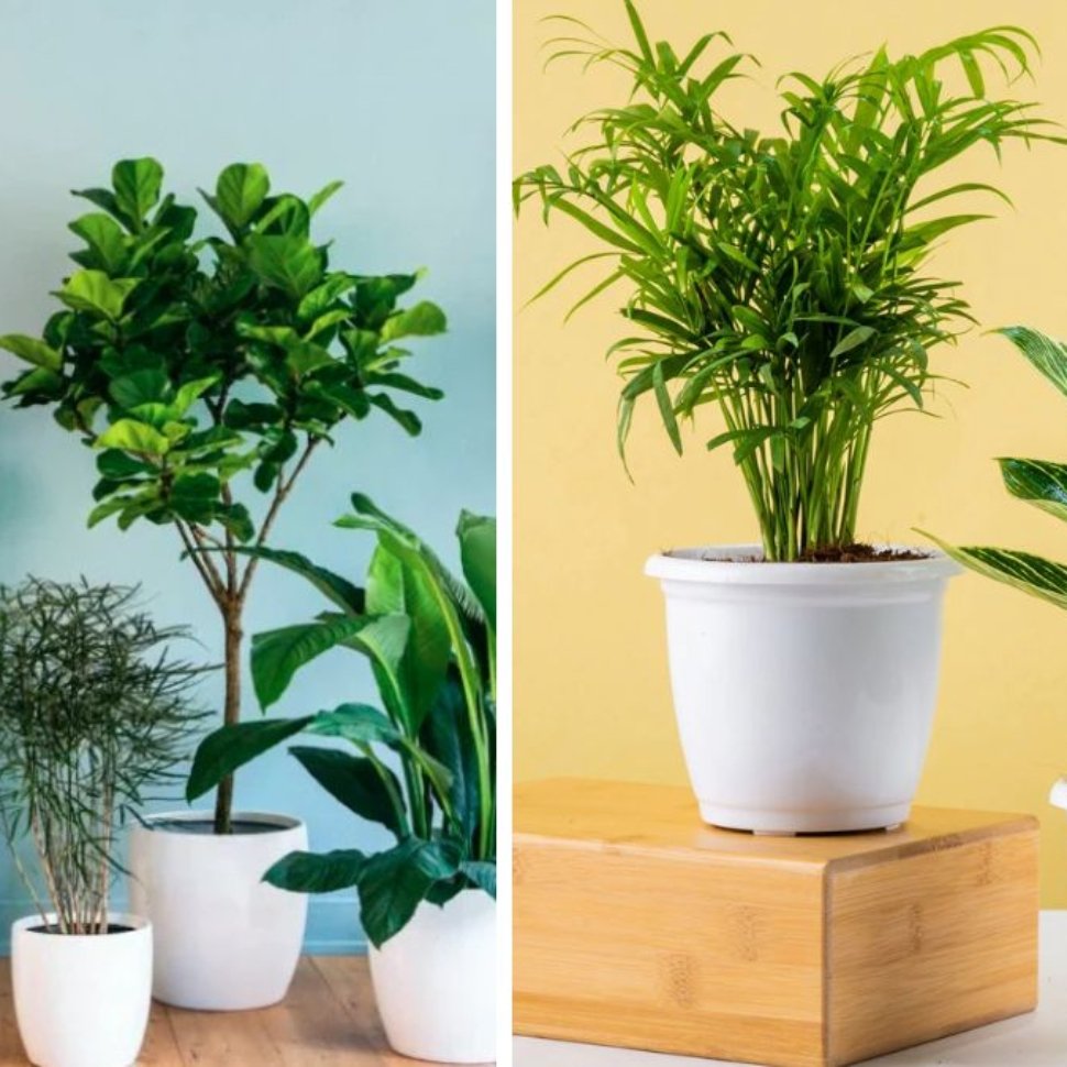 10 High Oxygen Bedroom Plants to Boost Sleep and Purify Your Air