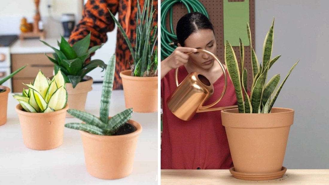 How Often to Water a Snake Plant for Healthy Growth