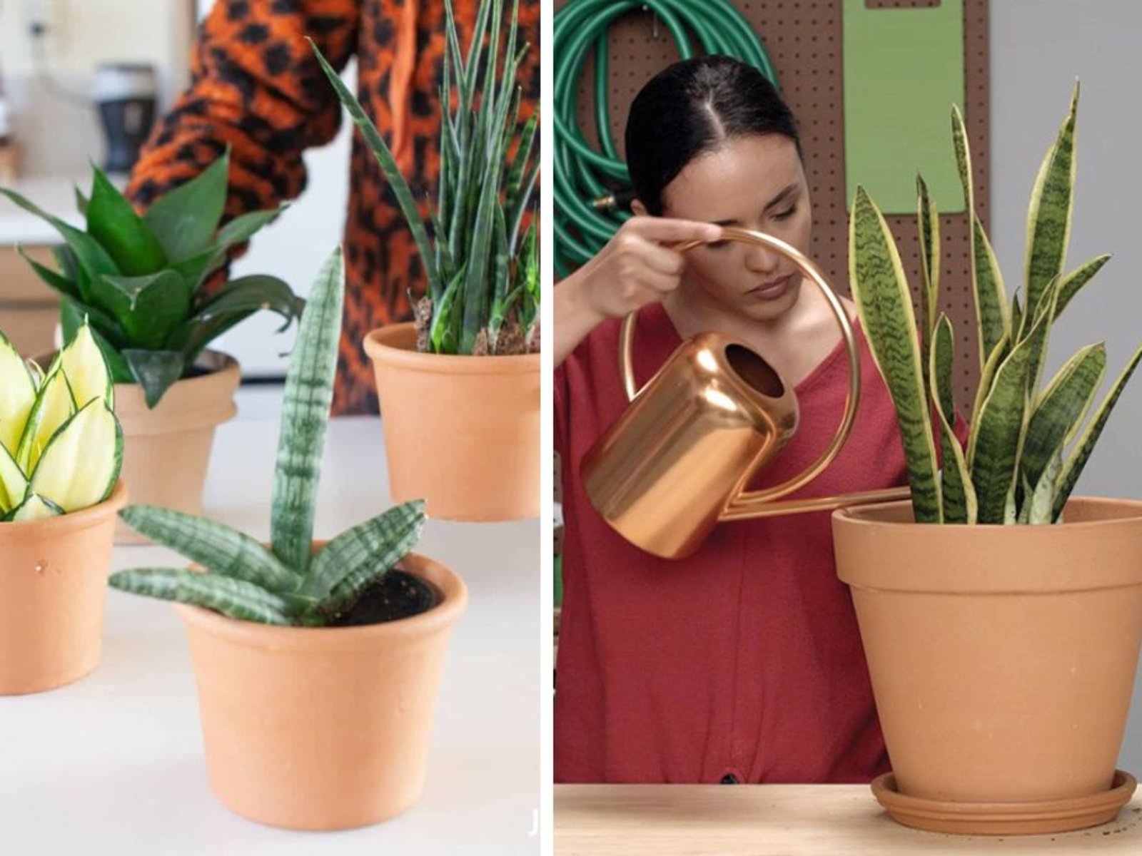 How Often to Water a Snake Plant for Healthy Growth