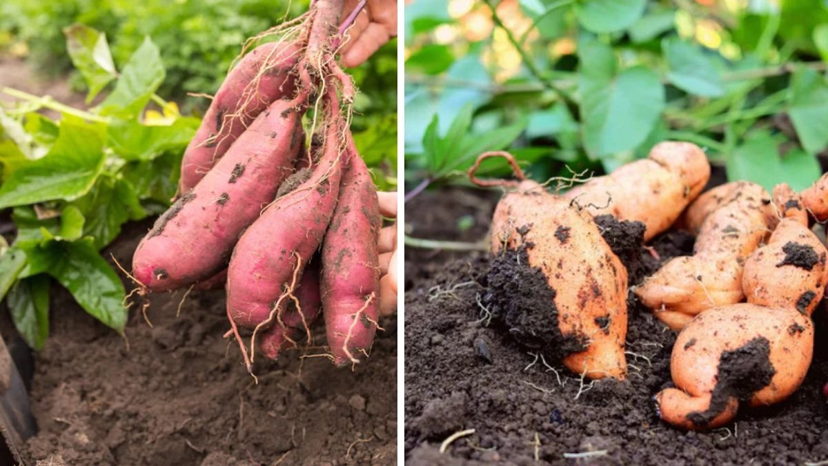 How to Plant Sweet Potatoes for a Nutritious Harvest