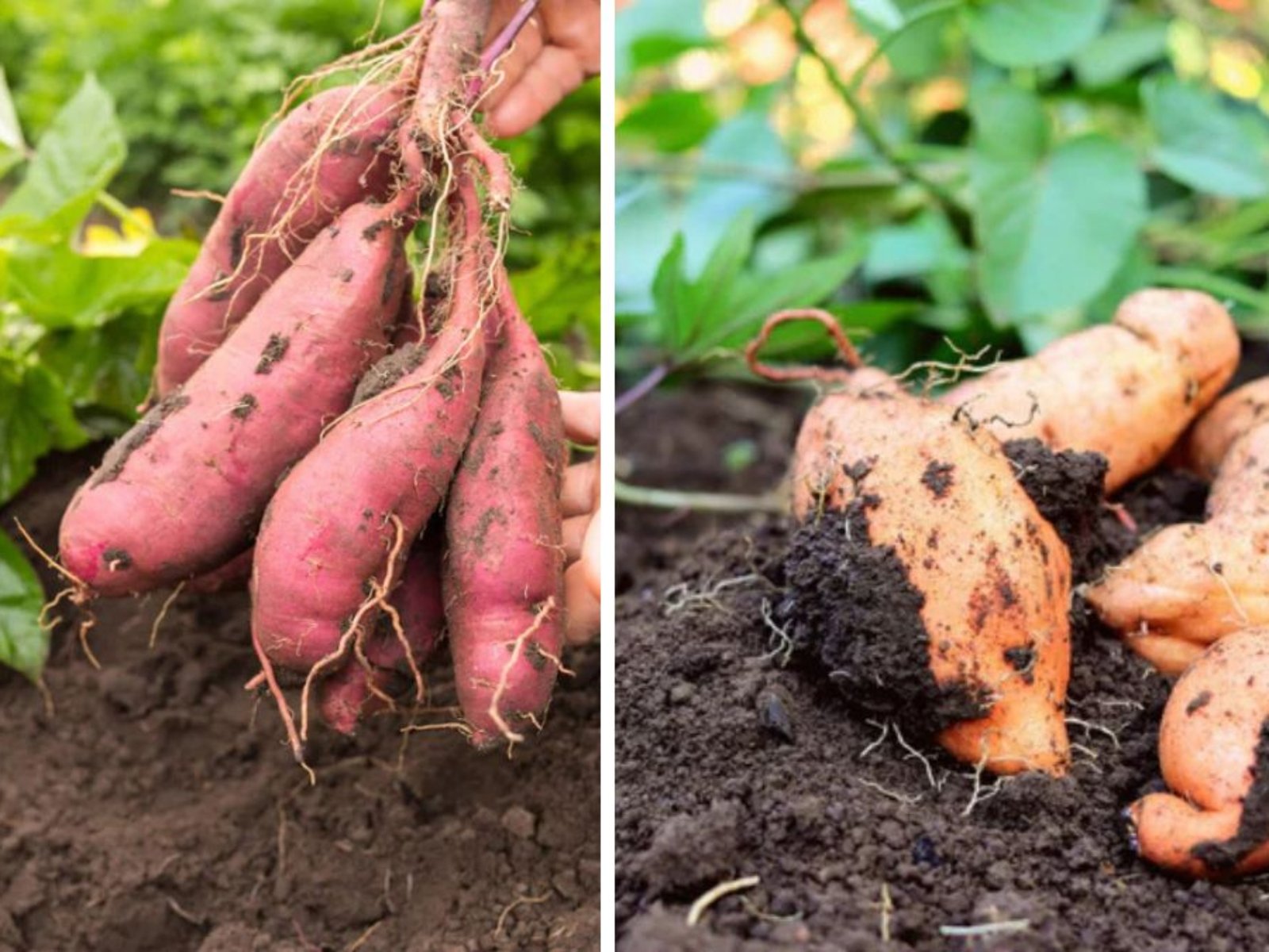 How to Plant Sweet Potatoes for a Nutritious Harvest