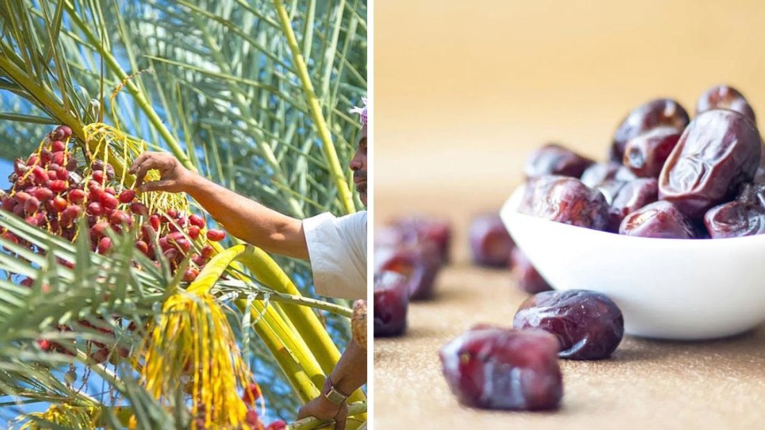 Which Country Is the Largest Date Producer in the World?