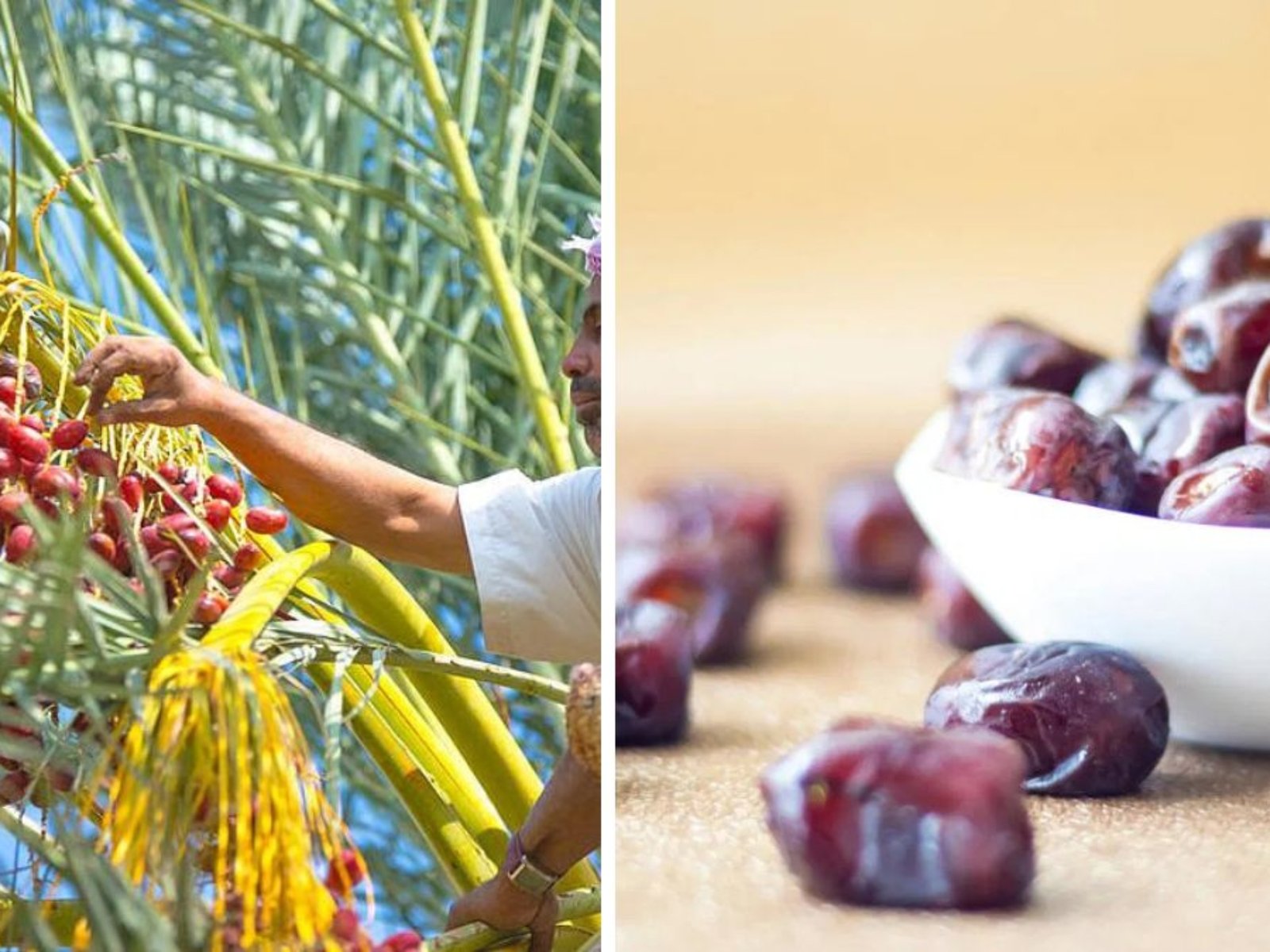 Which Country Is the Largest Date Producer in the World?