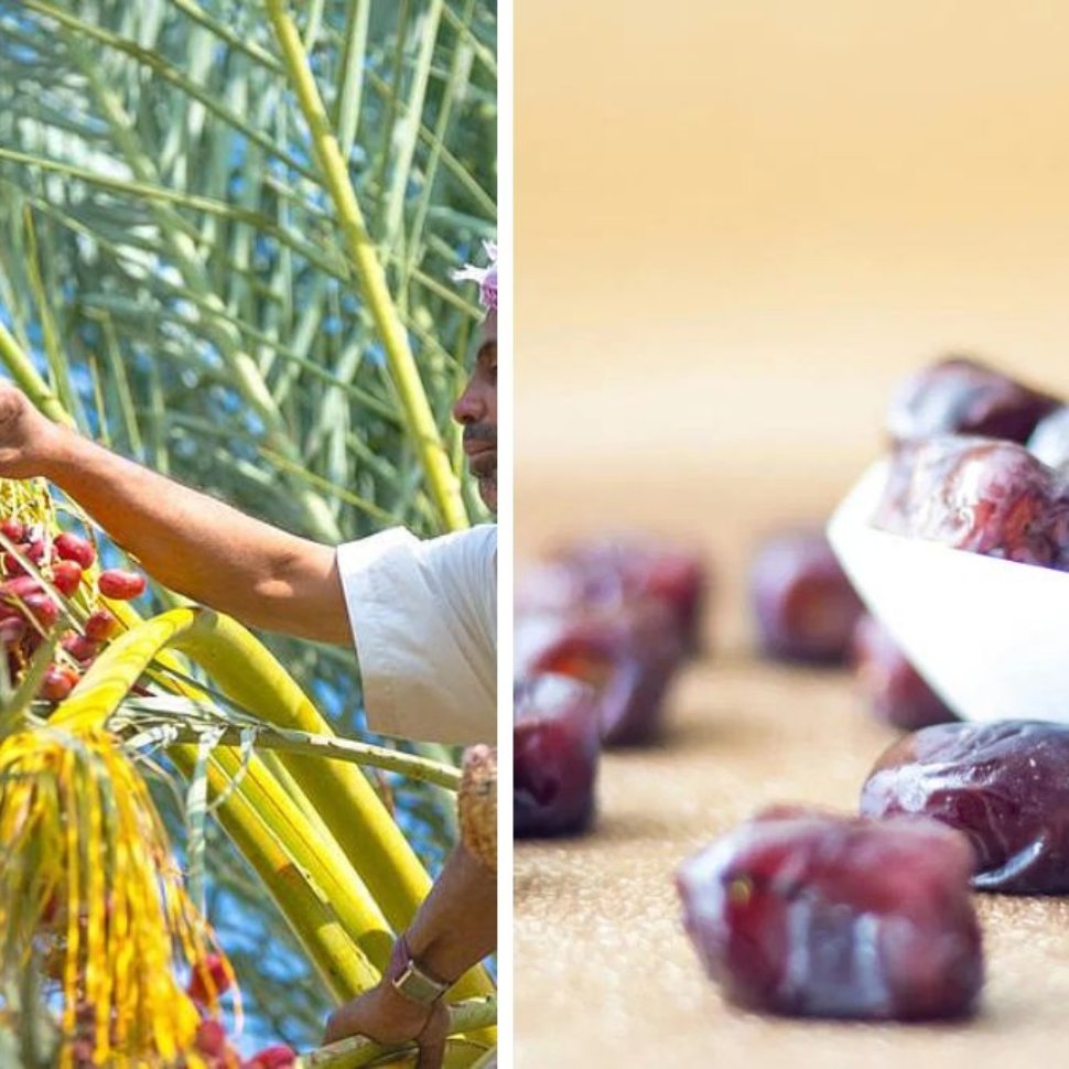 Which Country Is the Largest Date Producer in the World?