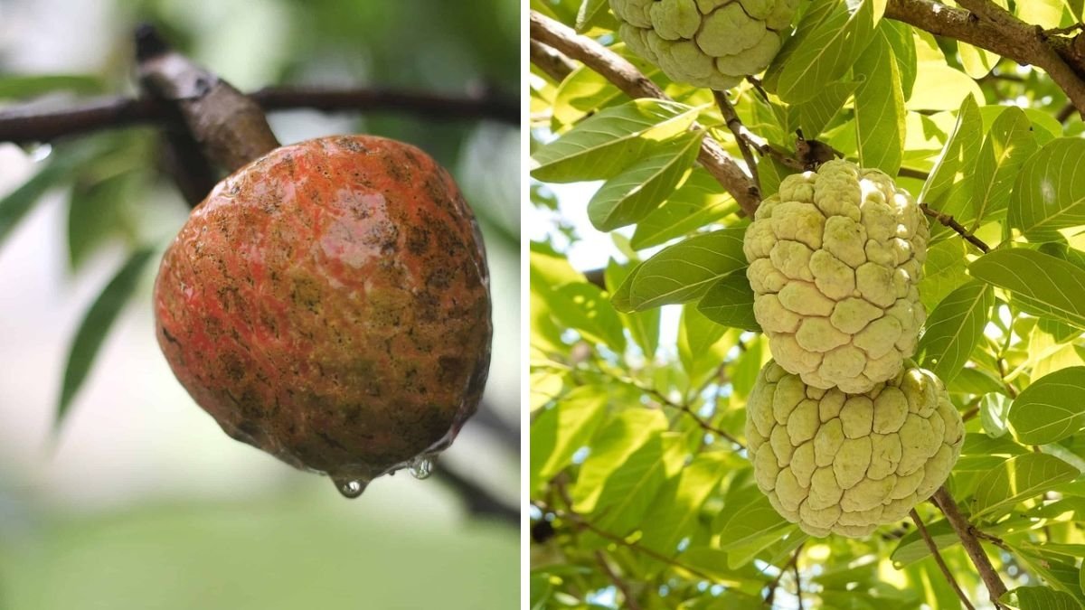 Which Country Is Famous for Producing the Most Custard Apples?