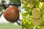 Which Country Is Famous for Producing the Most Custard Apples?