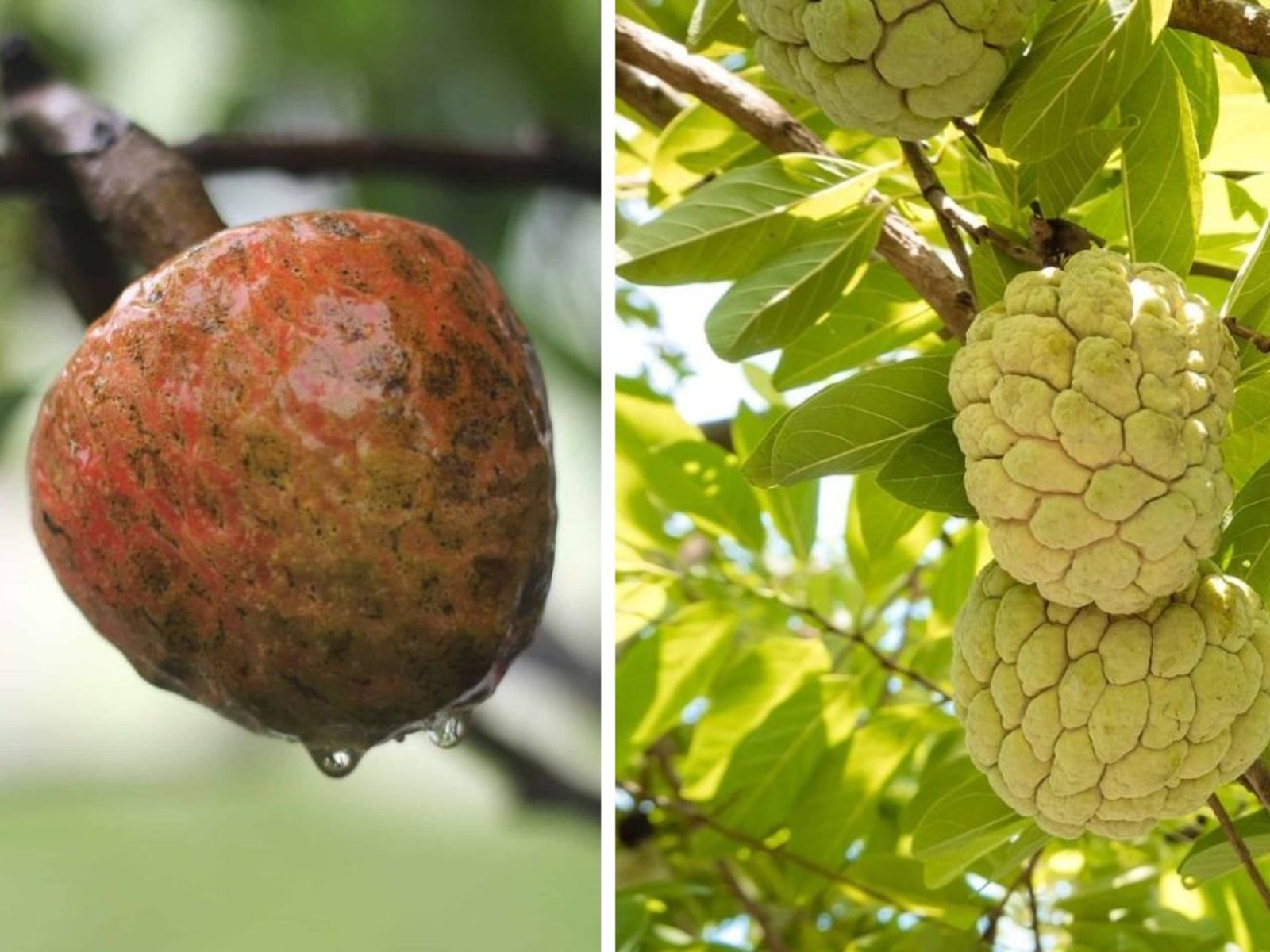 Which Country Is Famous for Producing the Most Custard Apples?