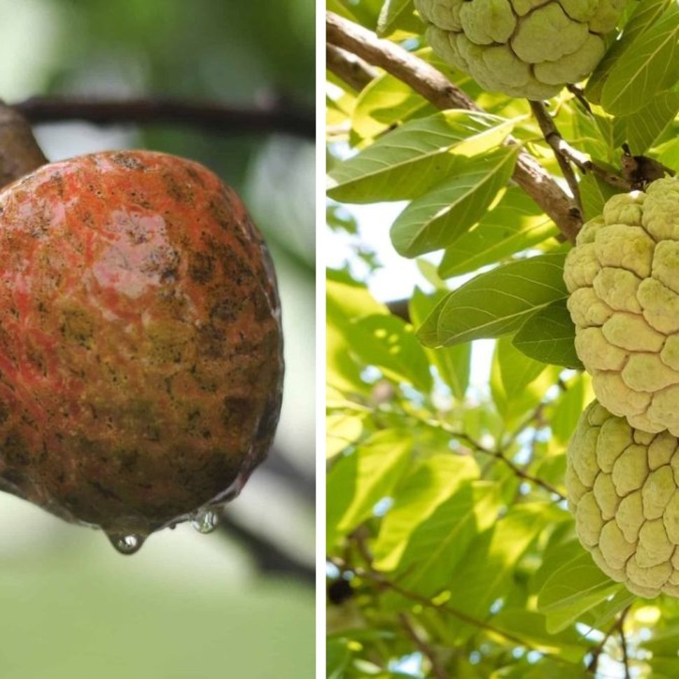 Which Country Is Famous for Producing the Most Custard Apples?
