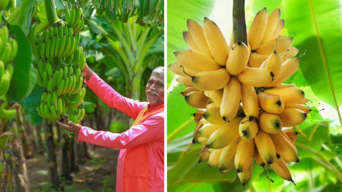 Which Country Is the Largest Banana Producer Globally?