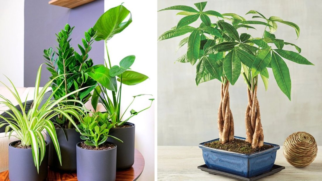 7 Money Plants That Bring Good Fortune and Beauty