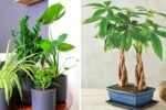 7 Money Plants That Bring Good Fortune and Beauty