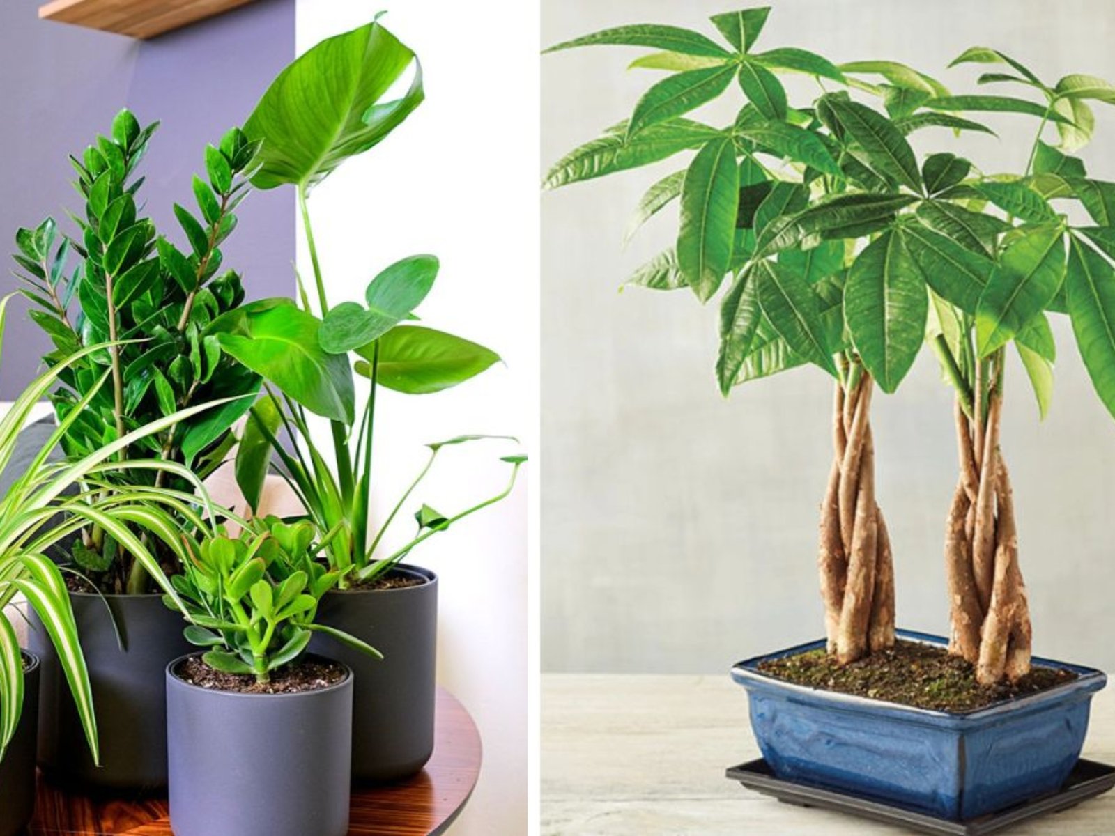 7 Money Plants That Bring Good Fortune and Beauty