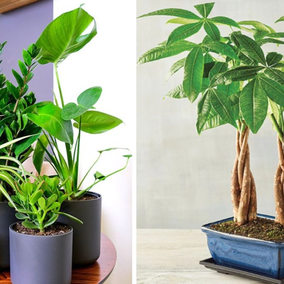 7 Money Plants That Bring Good Fortune and Beauty